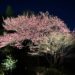 【京都】春の芽吹き旅行記（2023.03）